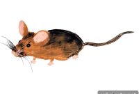 Exercise Rejuvenates Muscle Stem Cells in Aged Mice