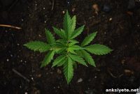 Frequent Cannabis Users Overestimate THC and Cannabinoid Strength