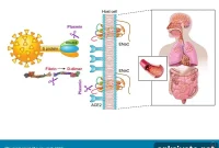 Impaired Clotting Linked to Higher COVID-19 Risk