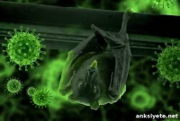 Scientists Track Wildlife Links to COVID-19