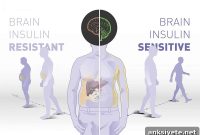 Brain Insulin Sensitivity Controls Weight and Fat Distribution
