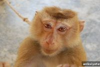 Von Economo Neurons Found in Macaque Insular Cortex