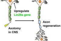 Neuronal Regrowth in Mice With Spinal Cord and Optic Nerve Injury