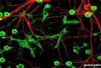 How Microglia Prune Excess Synapses During Brain Development