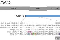 Novel Coronavirus Mutation Detected: Key Facts