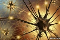 Tiny Genetic Changes Shaped Brain Evolution