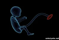 Early Signs of Fetal Alcohol Syndrome Detected Before Birth