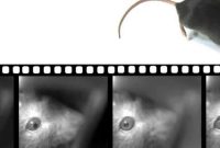 Mouse and Human Eye Movements Share Neural Mechanisms