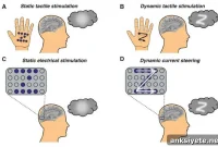 Visual Cortex Stimulation Lets Blind and Sighted Perceive Shapes