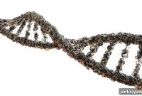 Sex-linked complement genes tied to lupus and schizophrenia risk