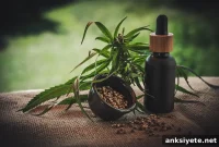 Legal Cannabis Hemp Oil Relieves Chronic Neuropathic Pain