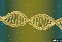 Study Finds Genes Linked to Alcohol Use