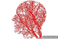 How Adult Neurogenesis Enables Memory Consolidation During Sleep