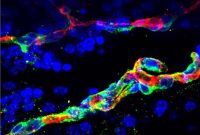 Brain and Blood Vessels: How They Work Together