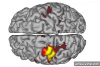 Hidden Brain Pulses Preserve Neural Circuits During Inactivity