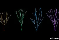 Adult-Born Neurons Grow Larger Than Neurons Born in Infancy