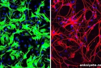 Single Dose Sparks New Neurons and Reverses Parkinson’s
