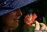 How Humans Navigate Using Stereo Smell Cues
