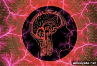 Astrocytes Reveal How Cannabis Alters Sociability