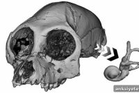 Inner Ear Clues Reveal Ancient Primate Behavior