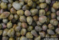 Pickled Capers Activate Proteins for Brain and Heart