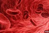 Study Finds Blood Iron Levels May Slow Aging