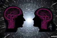 Consistent Male vs Female Differences in Human Brain Anatomy