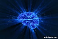 How Aging Alters Brain Perception and Memory