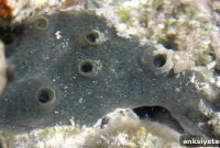 Nerve-Less Sponge Sheds Light on Nervous System Evolution