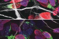 How Timing Controls Neuron Development