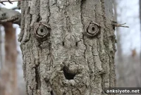 Pareidolia: Why Your Brain Sees Faces in Everyday Objects