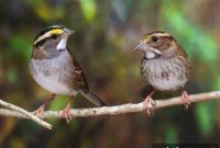 The Gene Behind Aggression in Wild Songbirds