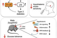 Brain Gatekeeper Protects Against Insulin Resistance