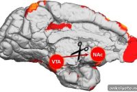 Scientists Temporarily Shut Down Brain Pathway in Primates