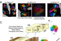 Study Finds Color Palette Encoded in the Human Brain