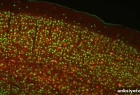 How Naming Neurons Could Transform Brain Disease Treatment