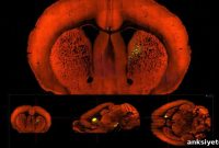 Reward and Punishment Share Neural Paths in the Mouse Brain
