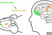 Reprogramming Neurons Unlocks Flexible Decision Making