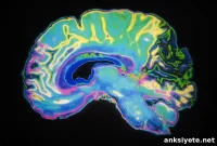 Sleep Shifts From Learning Aid to Brain Maintenance in Childhood
