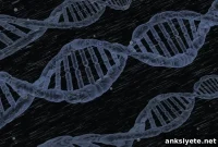 Inflammatory Gene Linked to Higher Obesity Risk