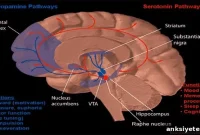 Scientists Find Target to Treat Loss of Pleasure in Depression