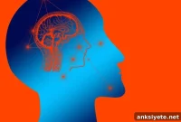 New Model Shows How Real-Life Brain Networks Operate