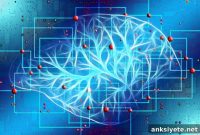 Soy Metabolism by Gut Bacteria Linked to Lower Dementia Risk