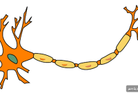 Emerging Remyelination Therapies for Damaged Nerve Cells
