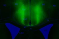 Brain Region That Predicts Action Outcomes