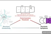 Psychosis Symptoms Tied to Disrupted Brain Information Flow