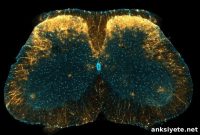 Study Reveals a Novel Mechanism for Controlling Pain