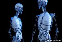 What New Research Reveals About the Abdominal Brain
