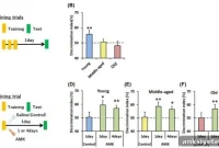 New Study Finds Melatonin Improves Memory