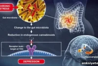 How Gut Microbiota Shapes Brain Function and Mood